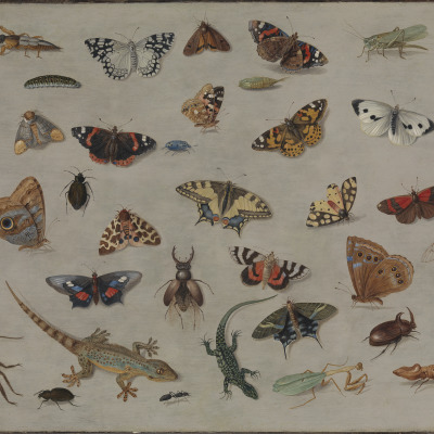 A Study of Butterflies, Lizards, Beetles, and Other Insects