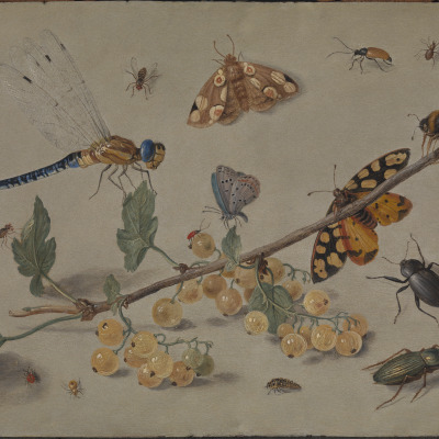 A  Sprig of Gooseberries, with a Dragonfly, Butterflies, Beetles, Spiders and a Bee (One of a a pair)