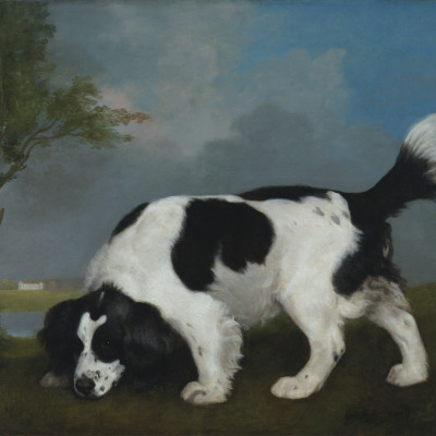 A Black and White Spaniel Following a Scent