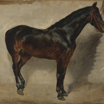 Study of a Brown-Black Horse Tethered to a Wall