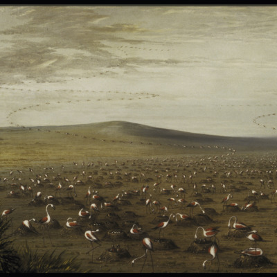 Reconnoitering Flamingoes, by the Author in the Grand Saline of Buens Aires