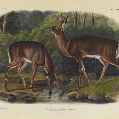 Common or Virginia Deer