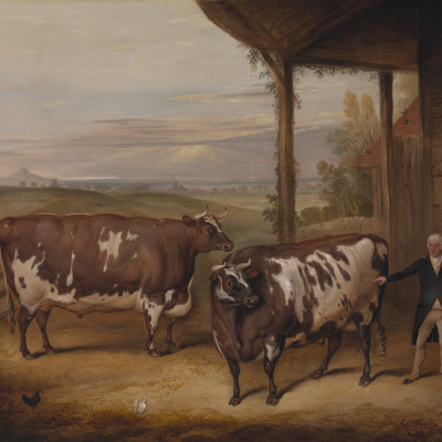 Two Durham Oxen